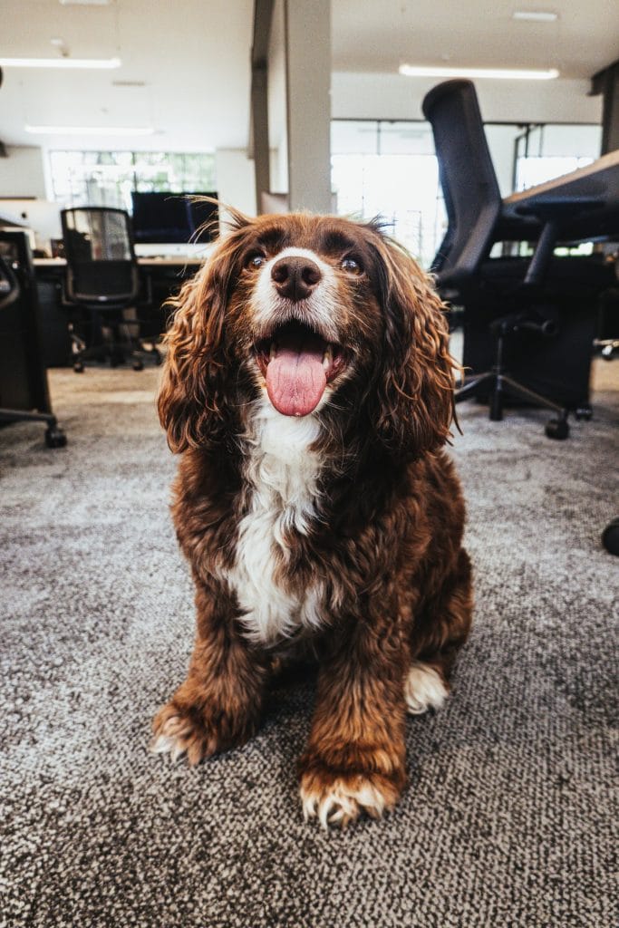 A dog comfortably seated on the office floor, highlighting the benefits of including pets in a professional setting.